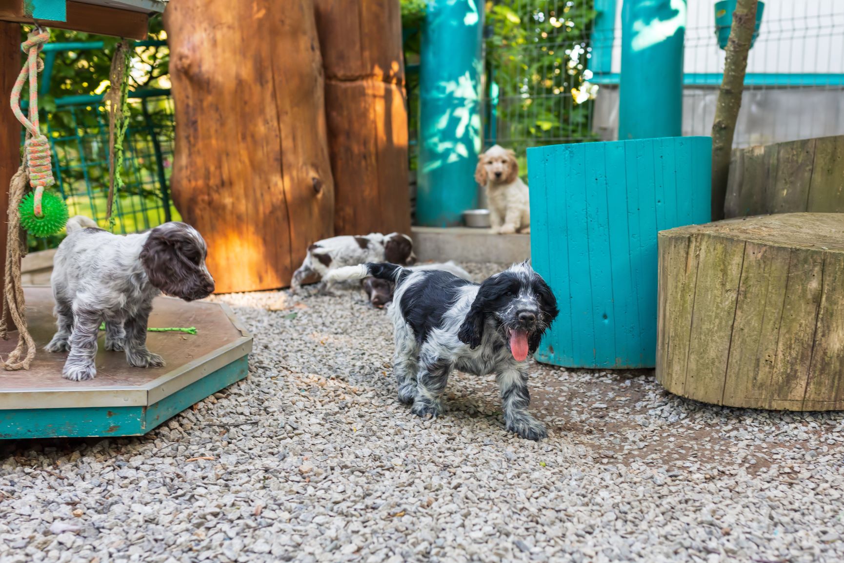 Junge Hunde bei einem Züchter