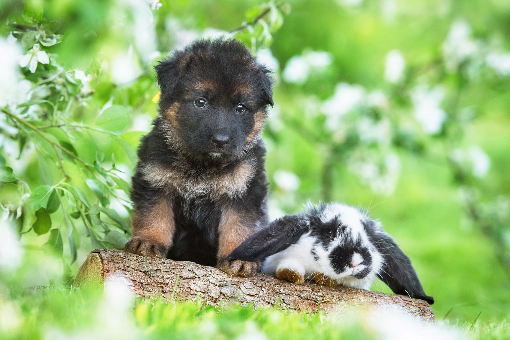 Welpe sozialisieren mit einem Kaninchen