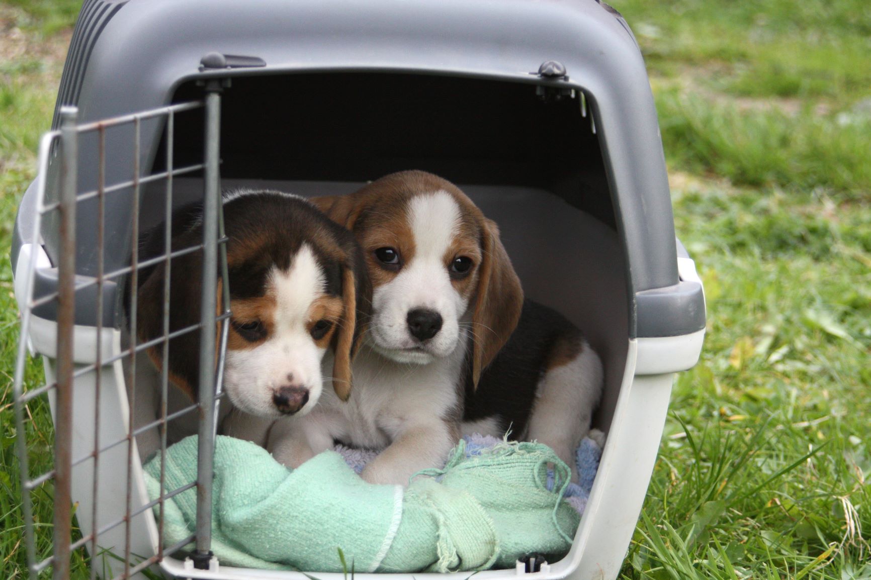 Zwei Welpen in einer Hundebox zur Sozialisation