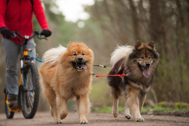 Hunde laufen mit dem Fahrrad