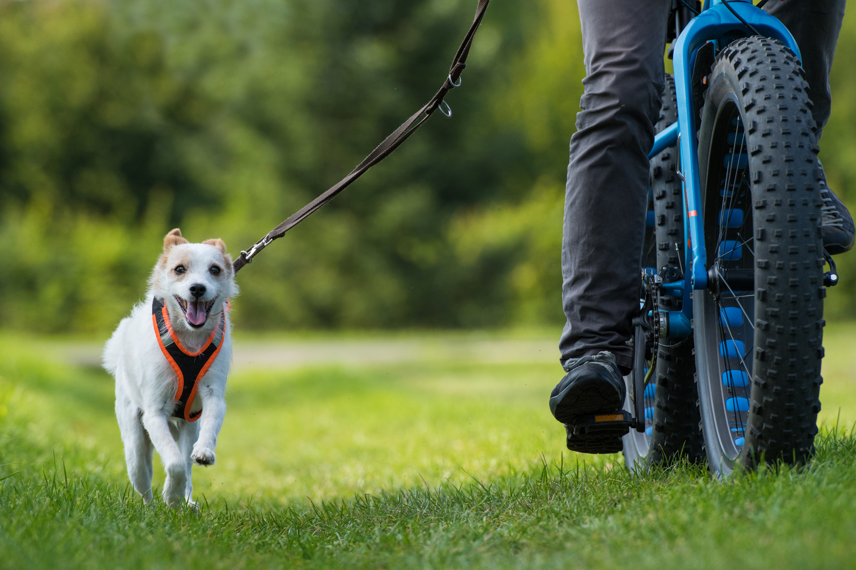 Radfahren mit dem Hund