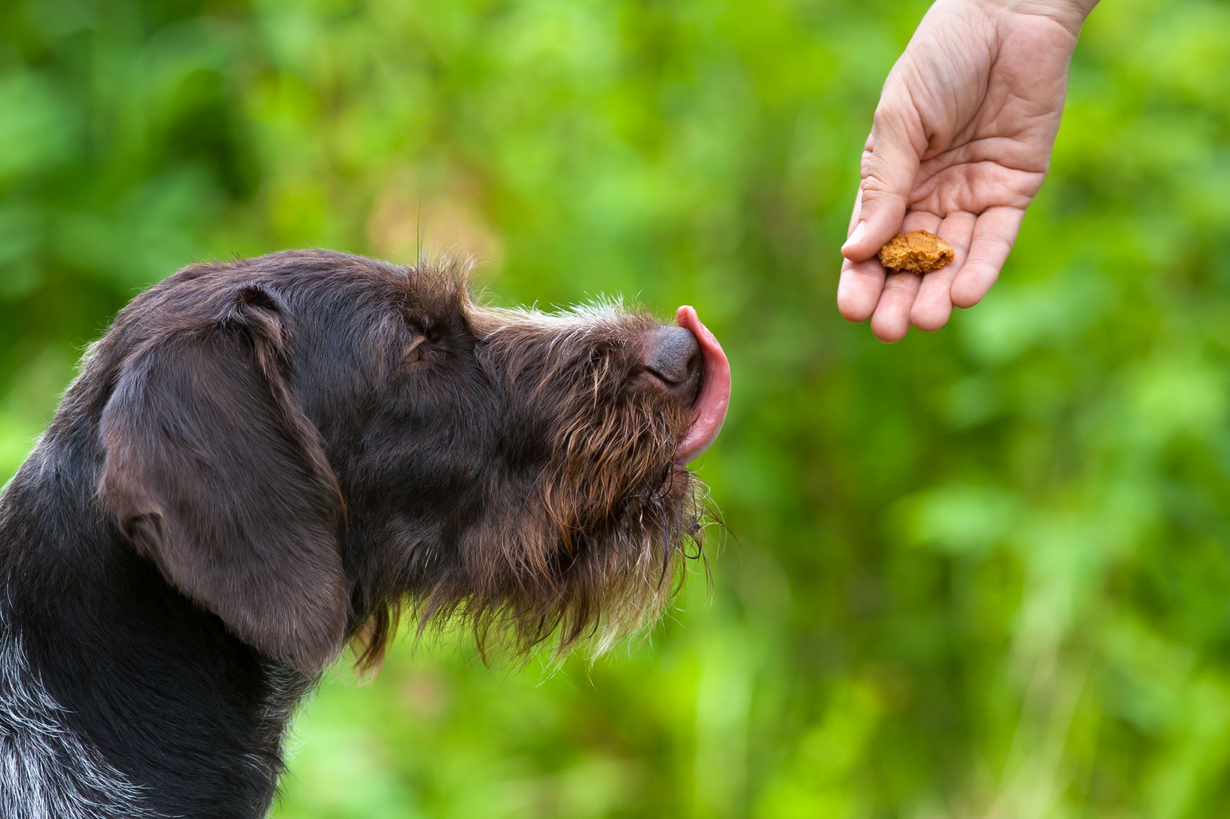 übergewichtiger Hund bekommt Leckerlis