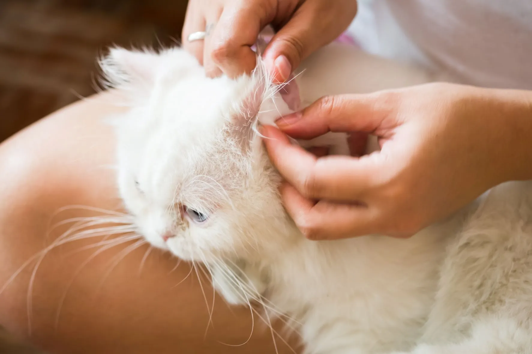 Katzenohren reinigen Katzenohren reinigen