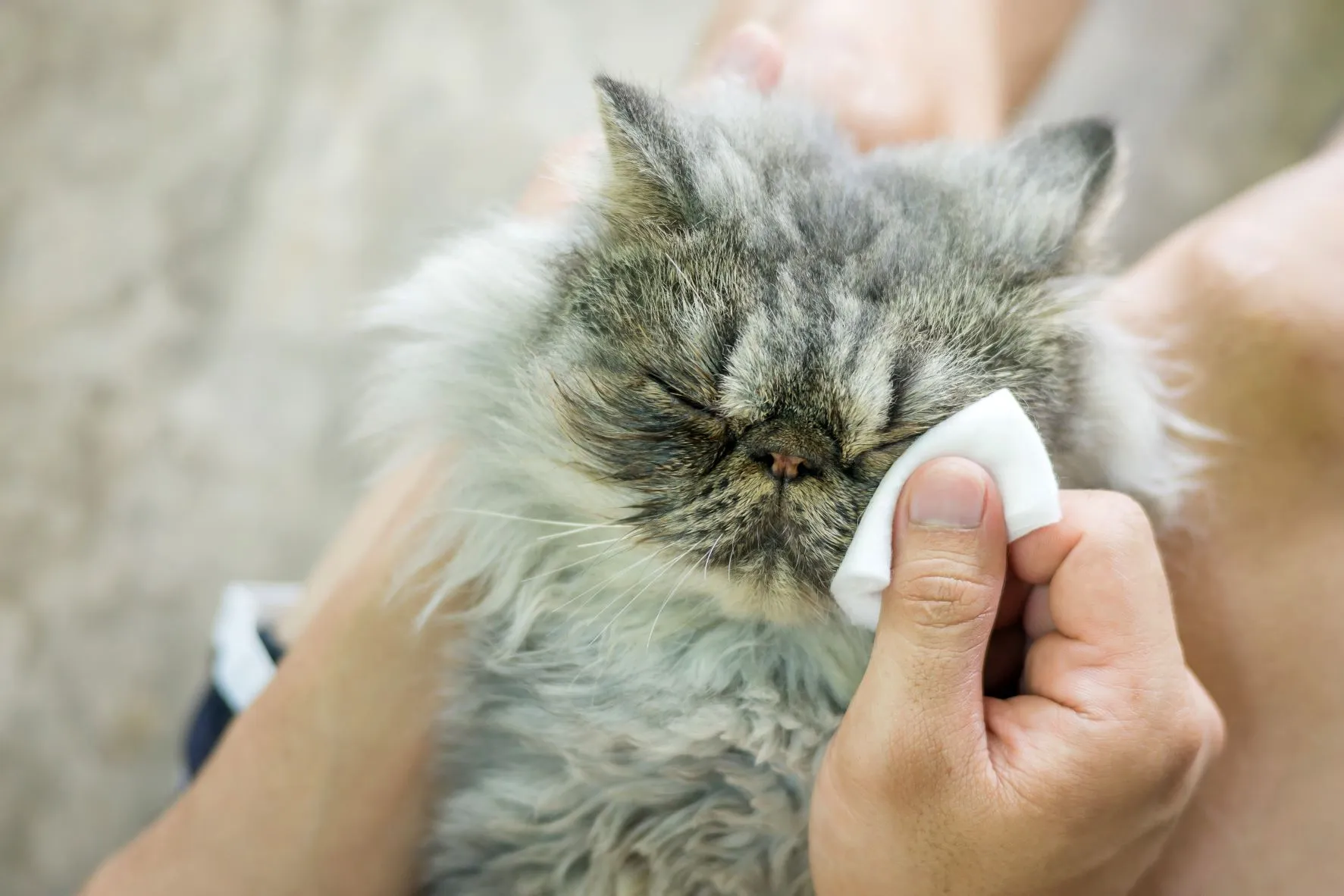 Katzenaugen reinigen Katzenaugen reinigen