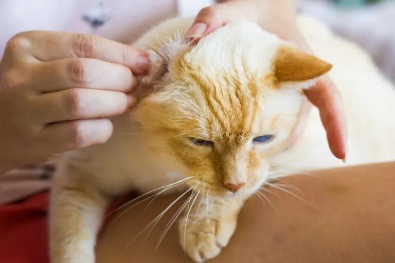 Katzenohren mit einem Tuch reinigen Katzenohren mit einem Tuch reinigen