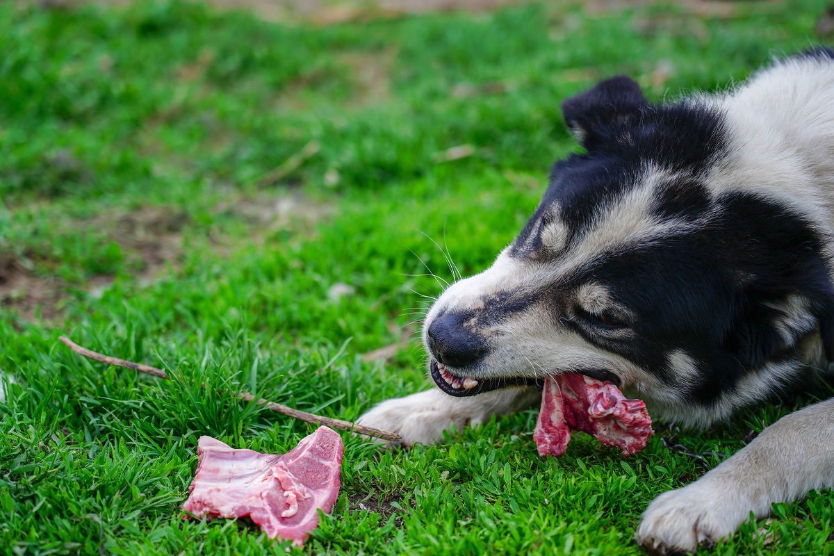 Barfen für Hunde mit Knochen