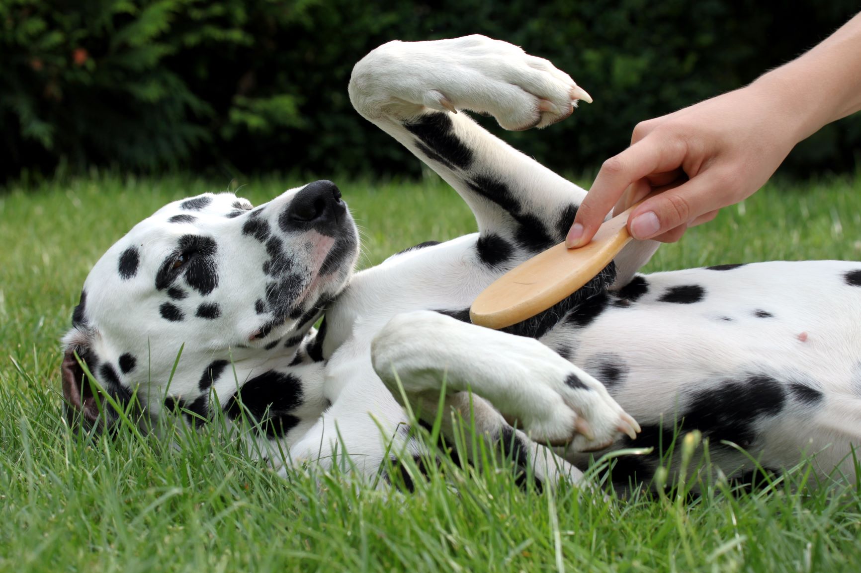 Fellpflege beim Hund: Ein Dalmatiner wird gebürstet
