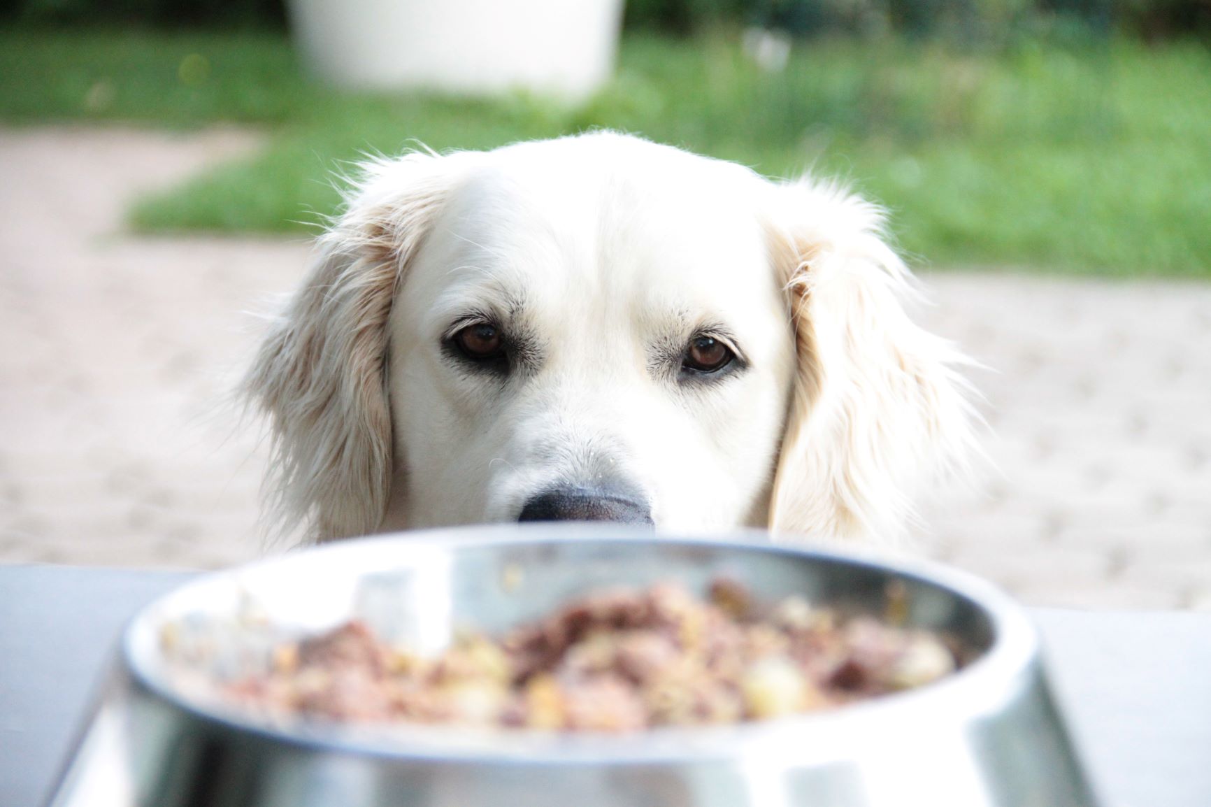 Futter für Golden Retriever