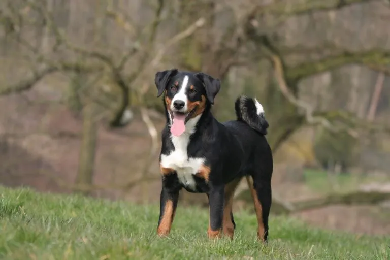 appenzeller sennenhund auf wiese