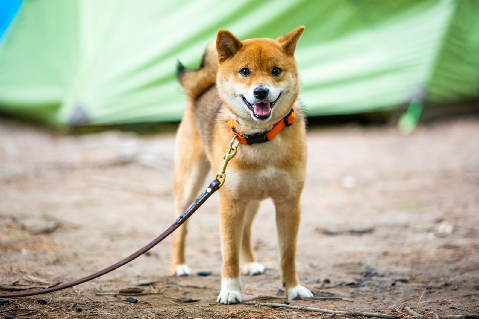 Shiba Inu rot