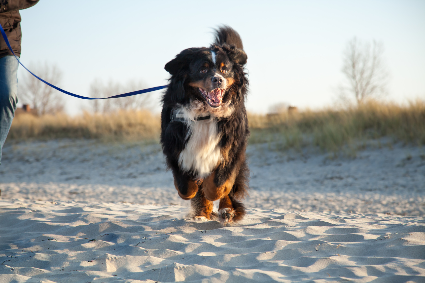 Berner Sennenhund am Strand im Sprint