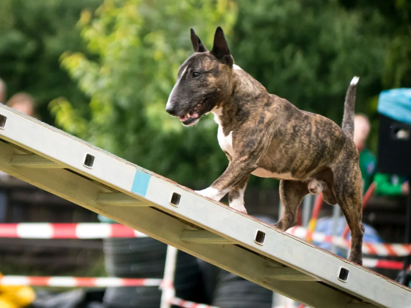 Bullterrier Hundesport