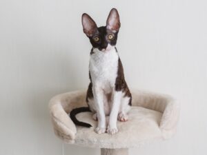 Cornish Rex
