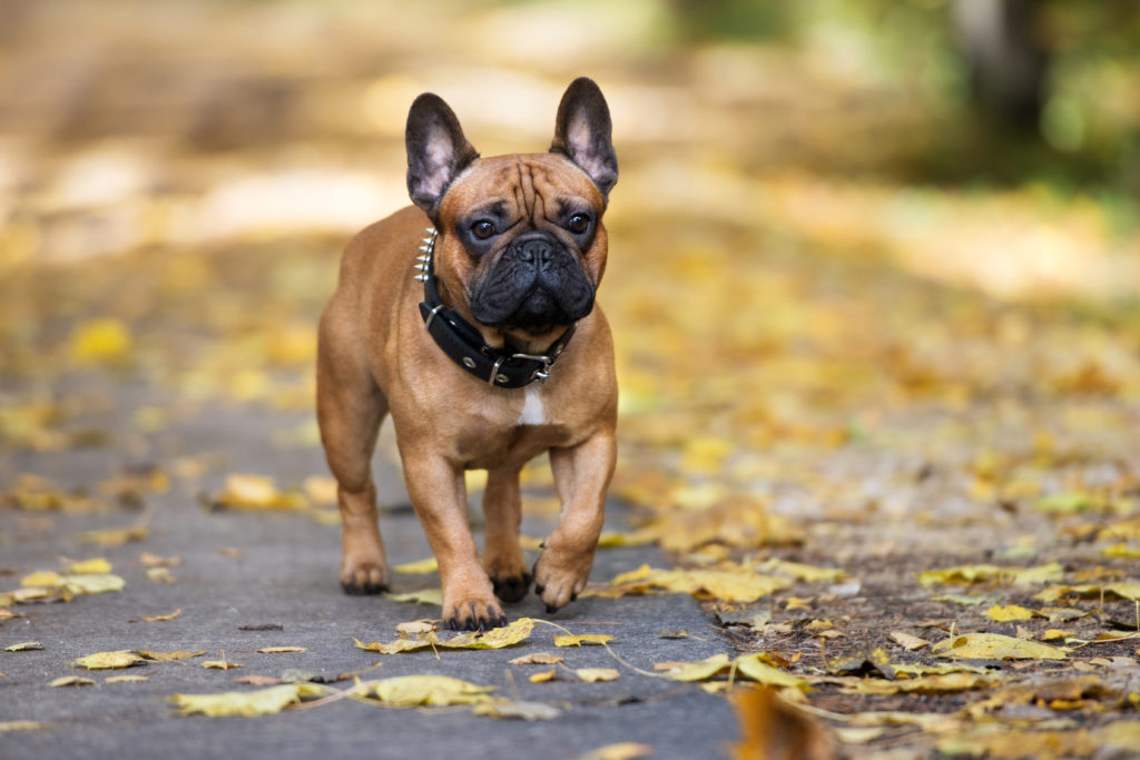Die Französische Bulldogge • Wesen, Ansprüche, Gesundheit & mehr