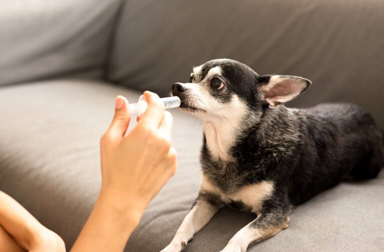 Hund entwurmen