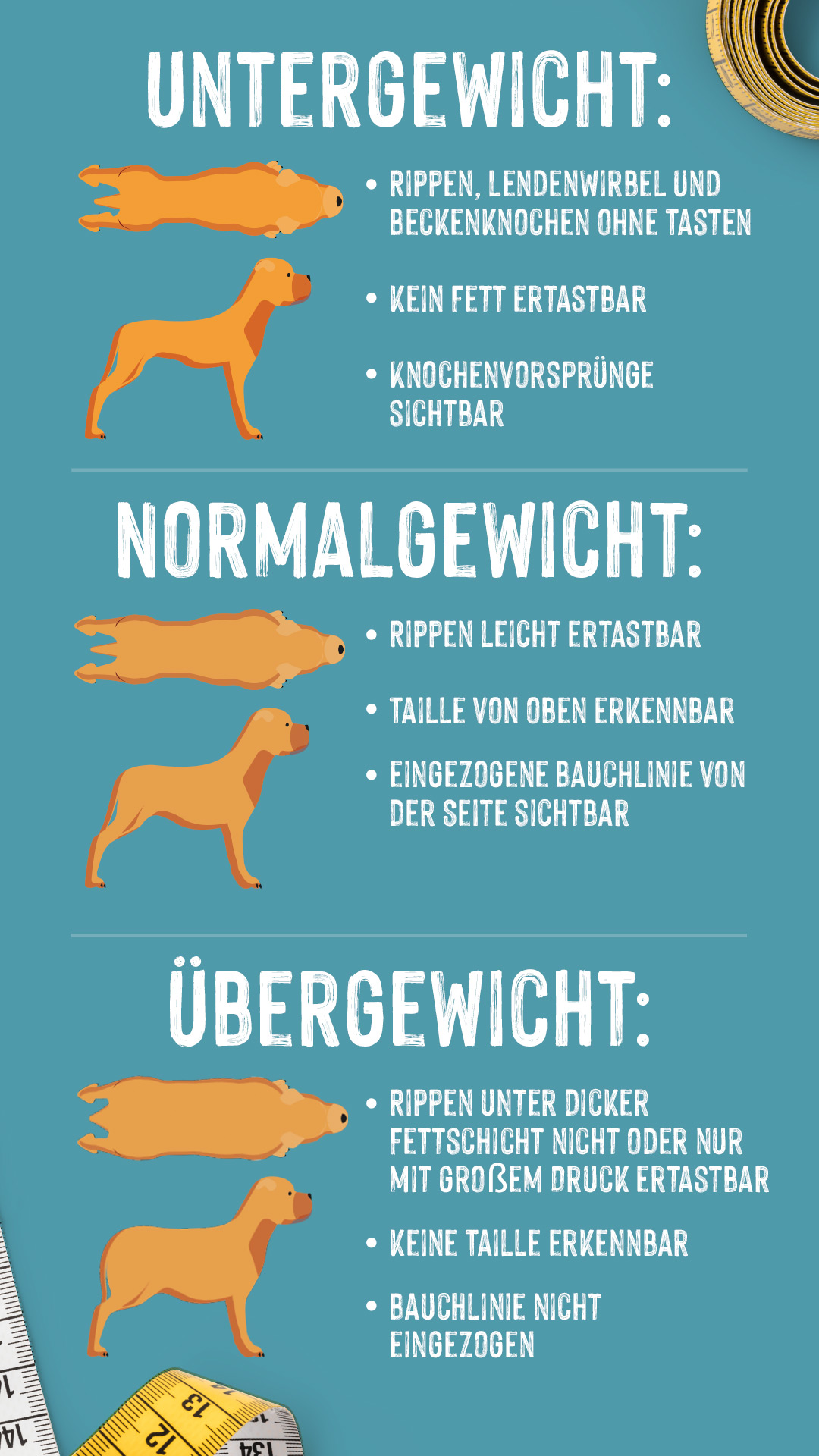 Infografik Unter- und Übergewicht beim Hund erkennen