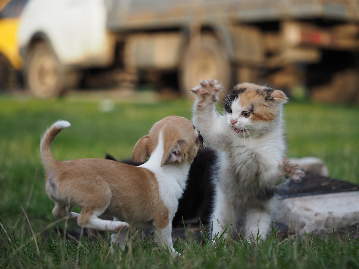 Katze und Hund aneinander gewöhnen