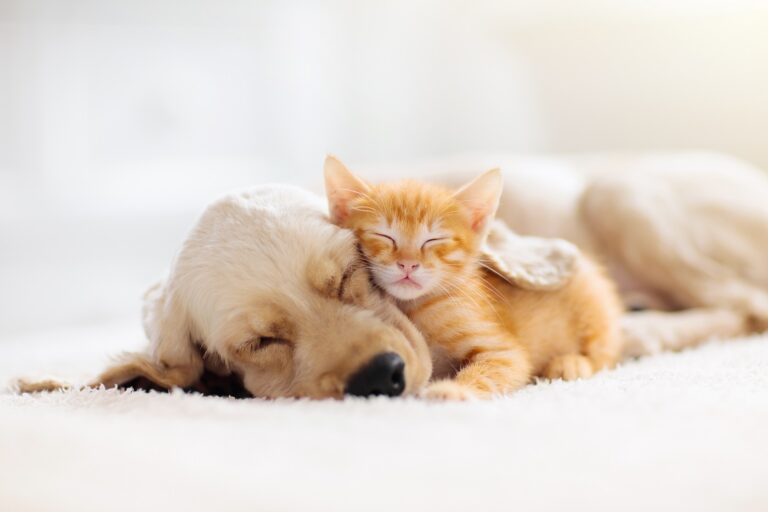 Welpe und Kitten schlafen gemeinsam