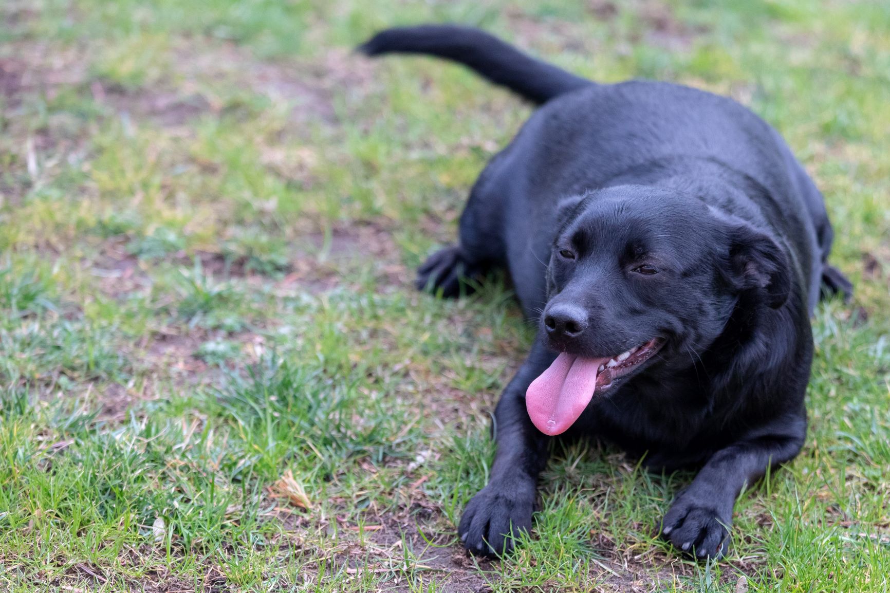 Labrador mit Übergewicht liegt auf dem Boden