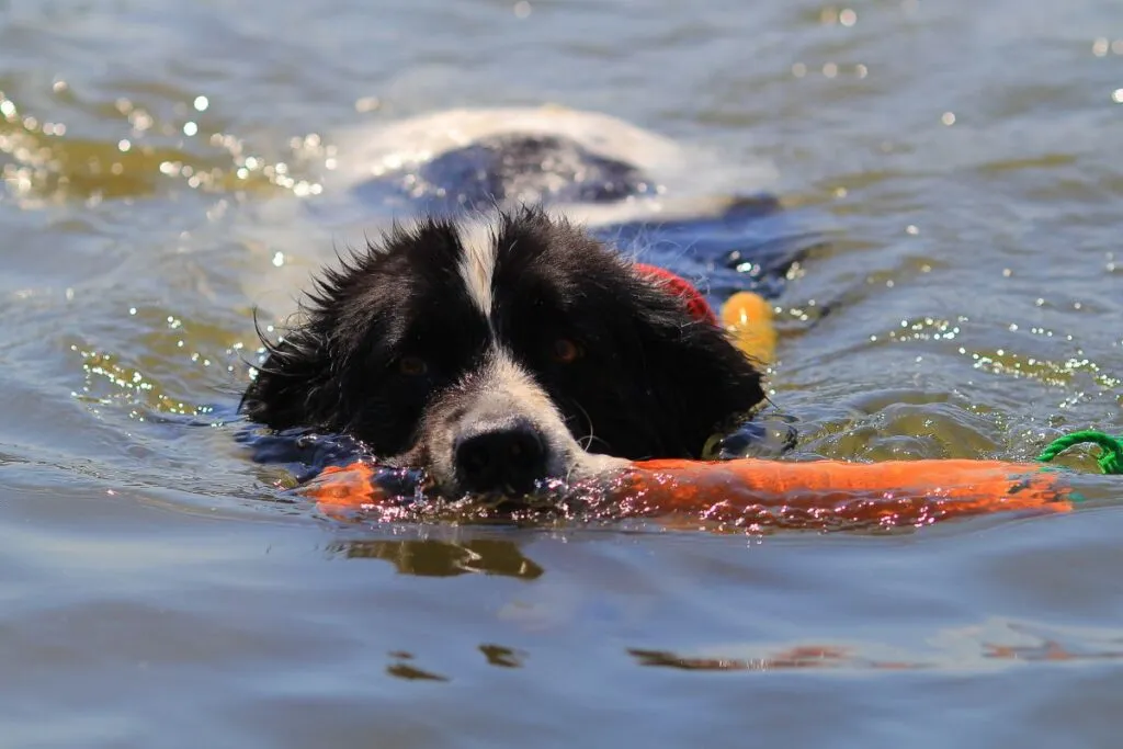 Landseer apportiert im Wasser