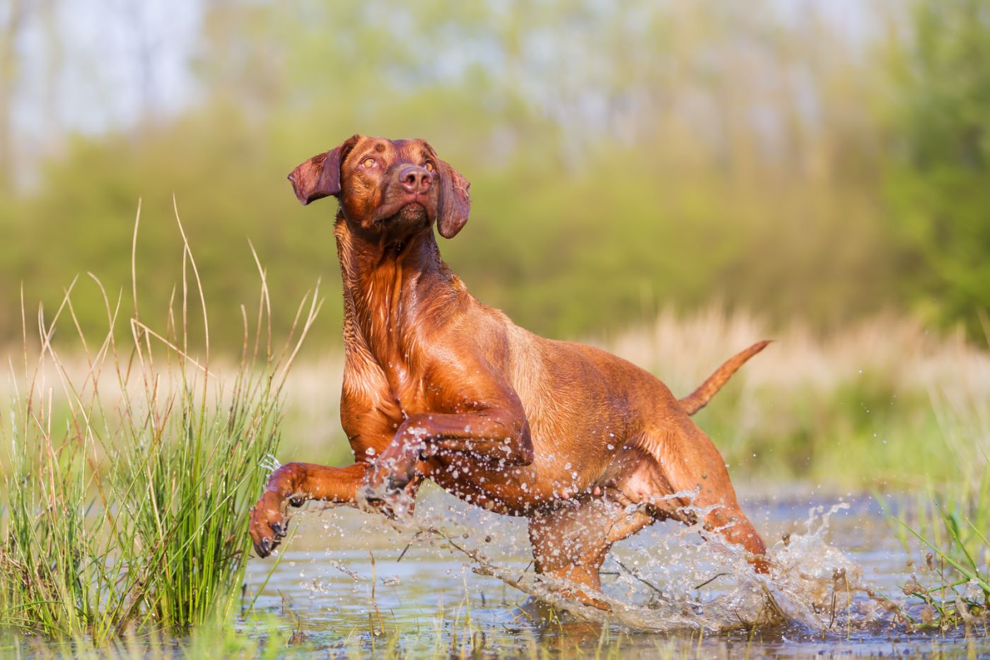 Rhodesian Ridgeback sportlich
