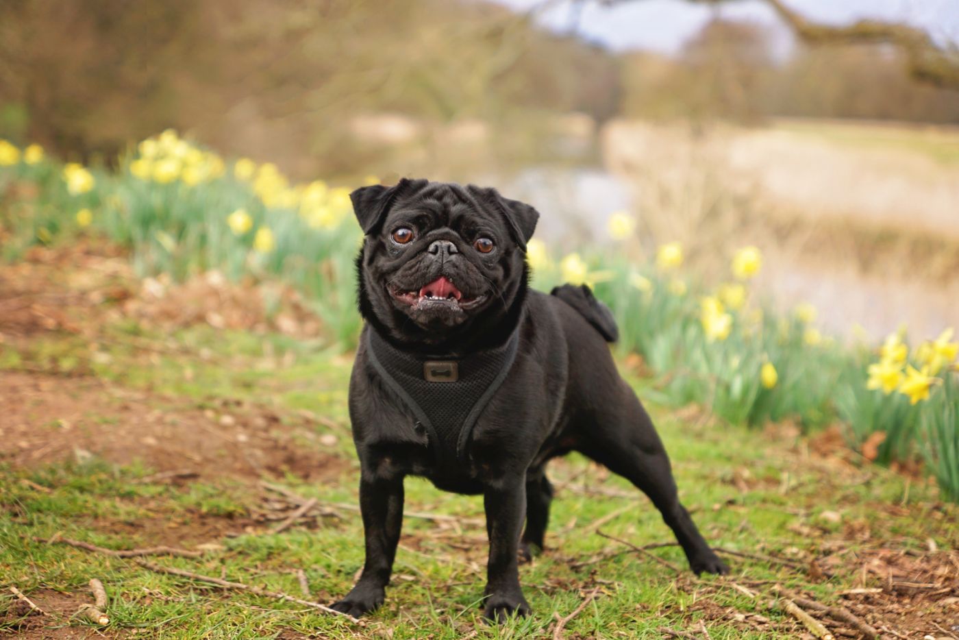 Schwarzer Mops
