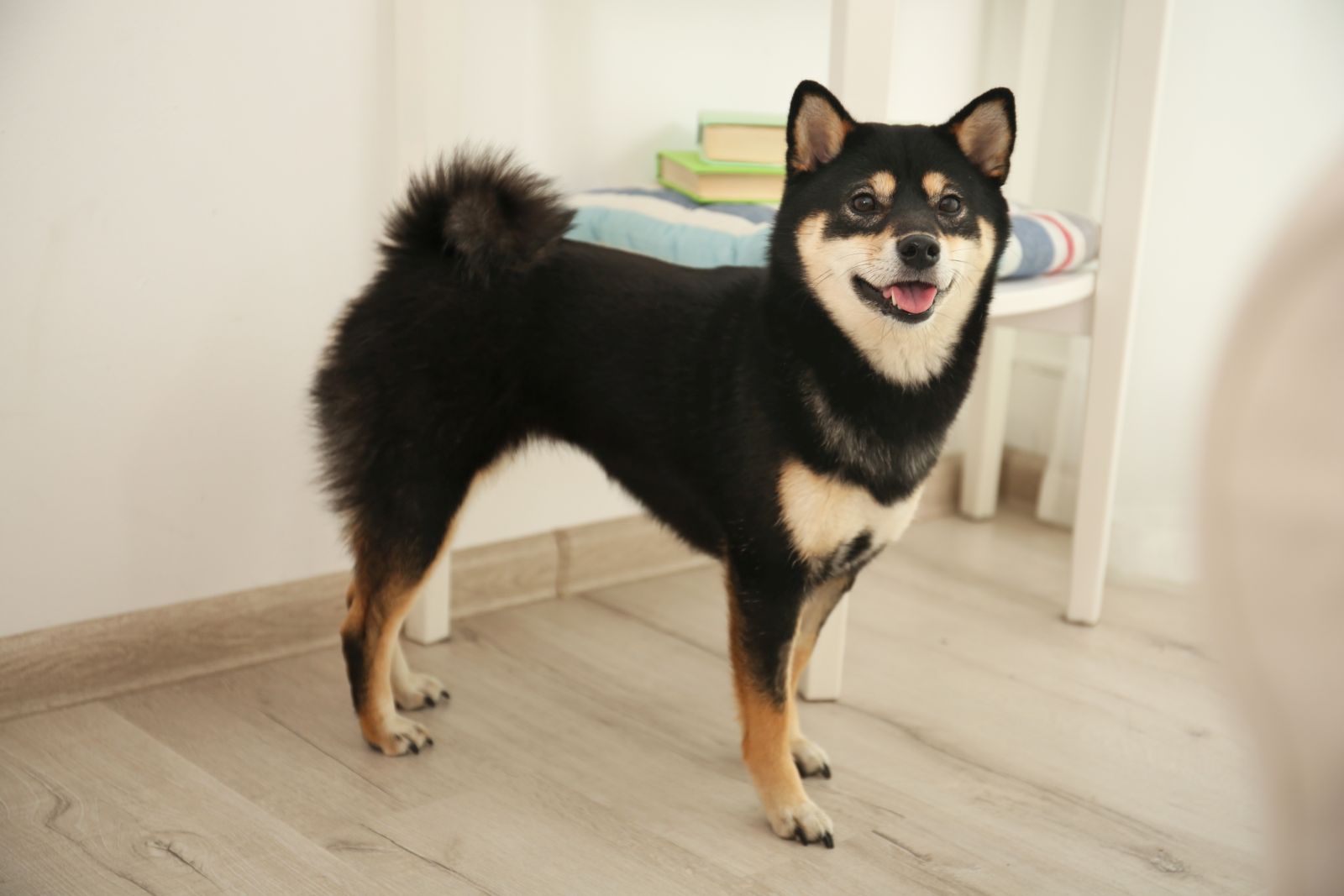 Schwarzer Shiba Inu