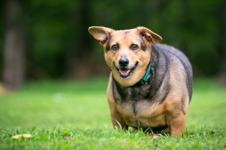 Welsh Corgi Übergewicht