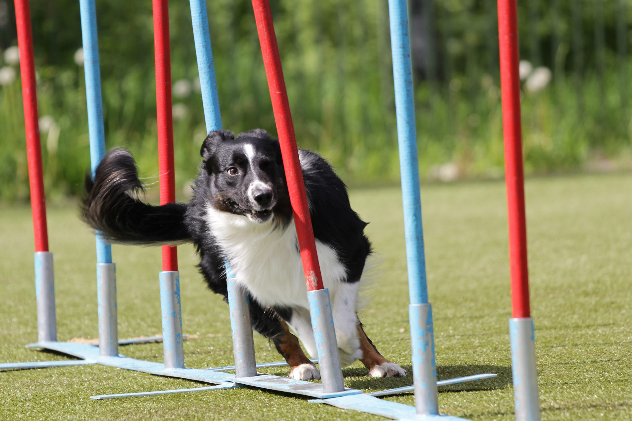 agility slalom