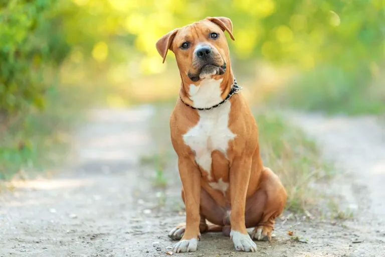 american staffordshire terrier auf feldweg