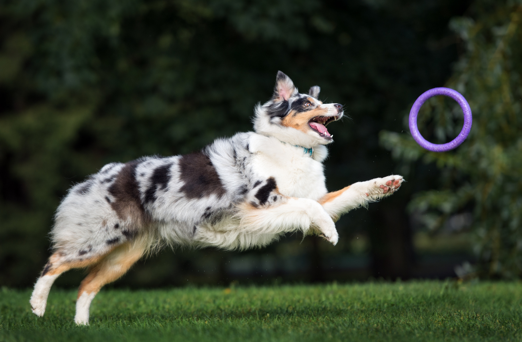 australian shepherd jagt ring