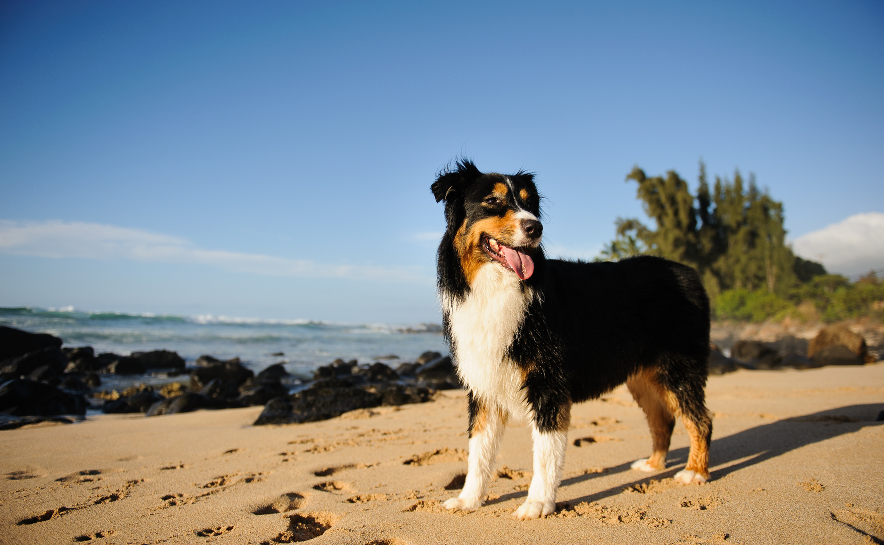 australian shepherd am strand