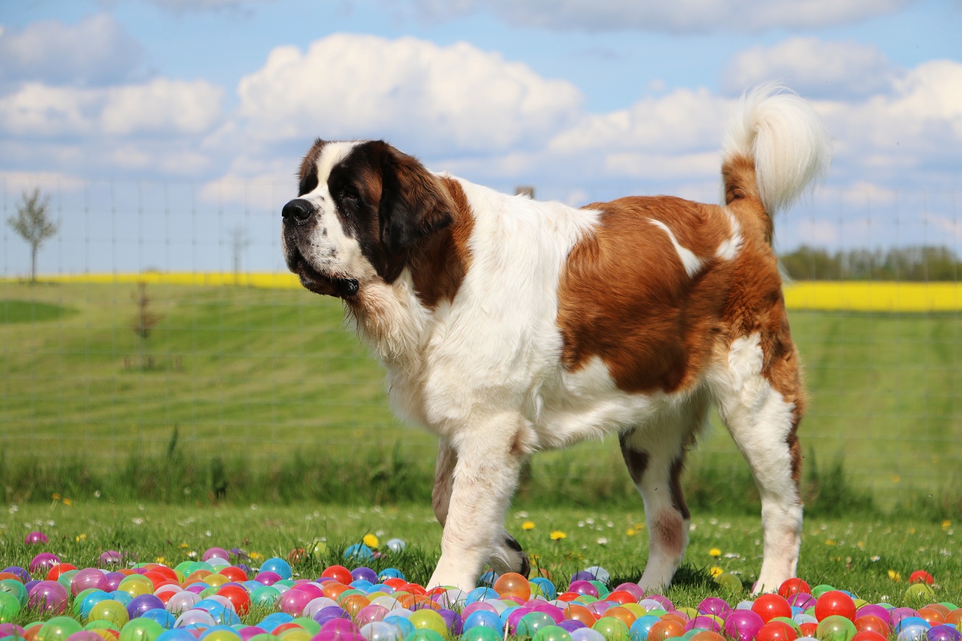 bernhardiner hund im garten neben bällen