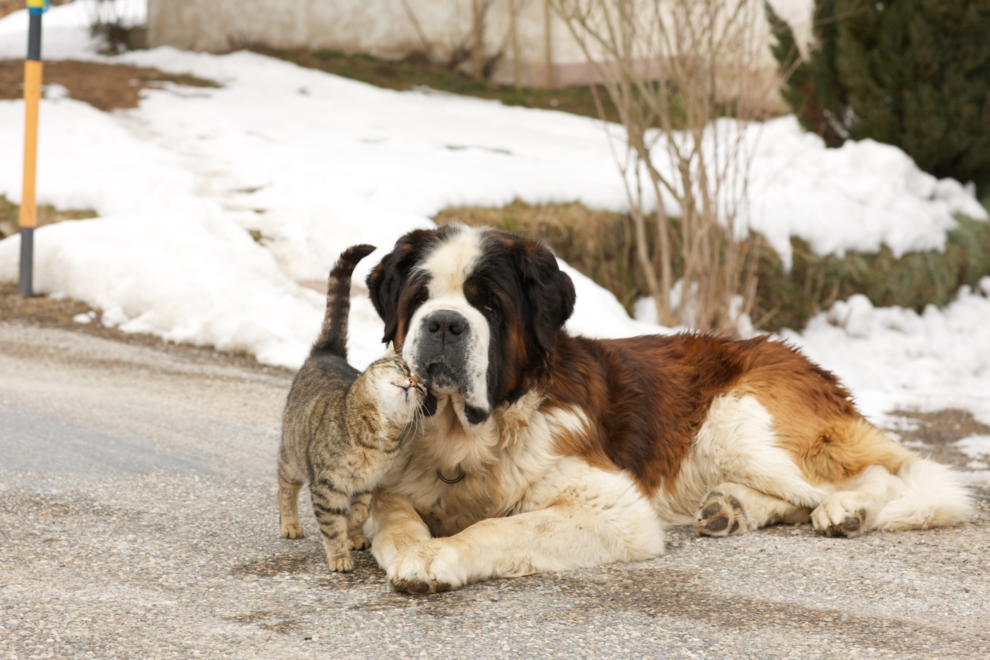 bernhardiner hund schmust mit katze