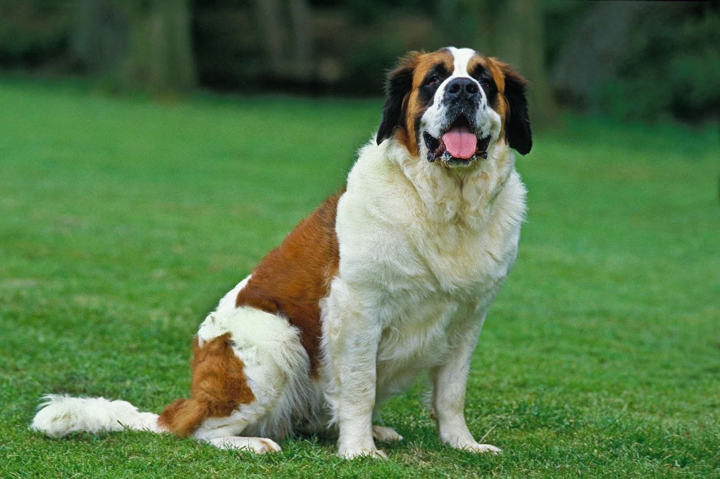 bernhardiner hund sitzt auf grüner wiese