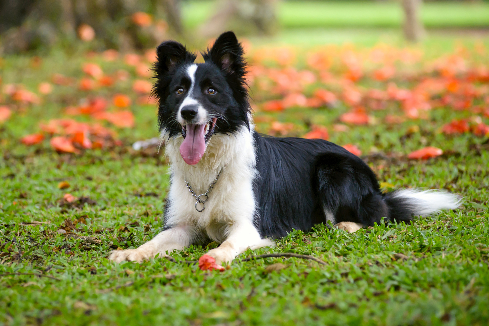 border collie im grass