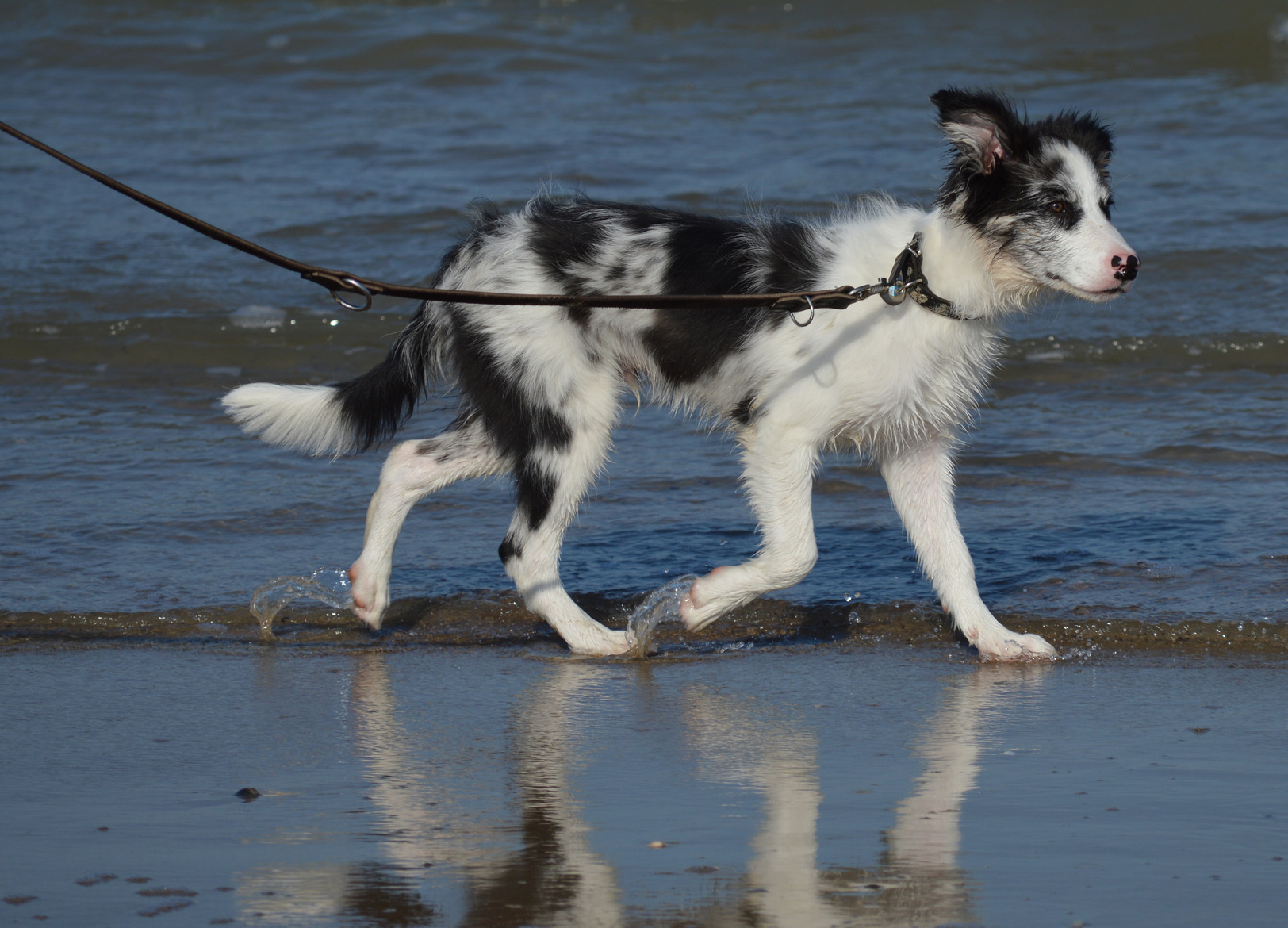 border collie jung merle