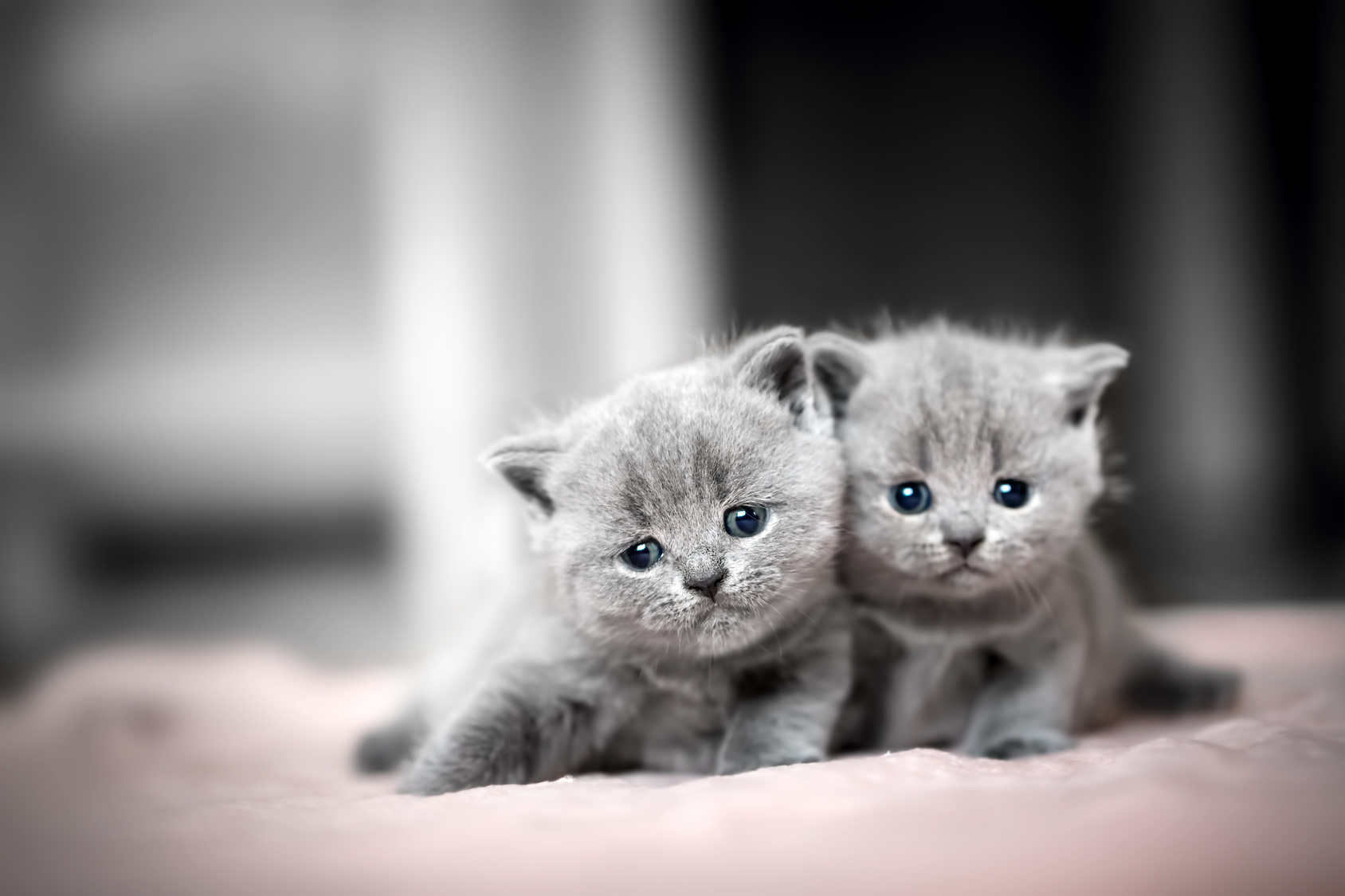 britisch kurzhaar kitten