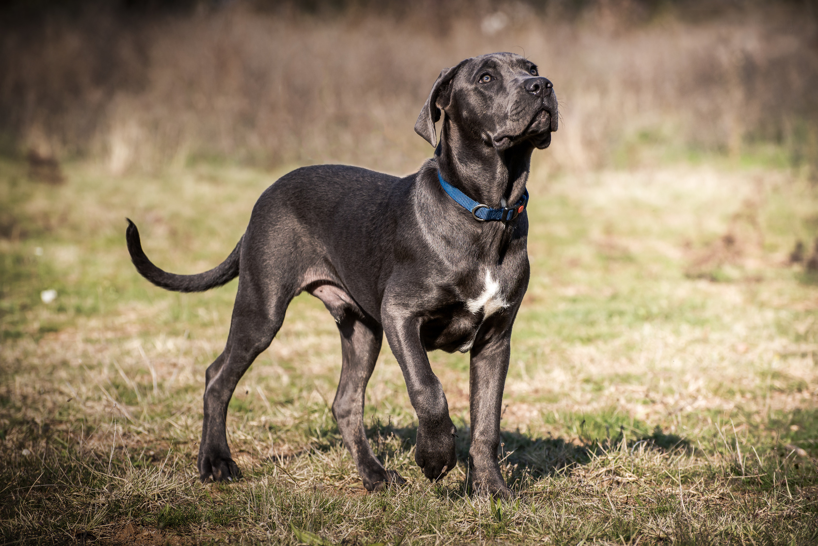 Cane Corso Charakter, Haltung & Pflege zooplus.at