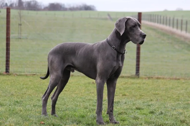 deutsche dogge