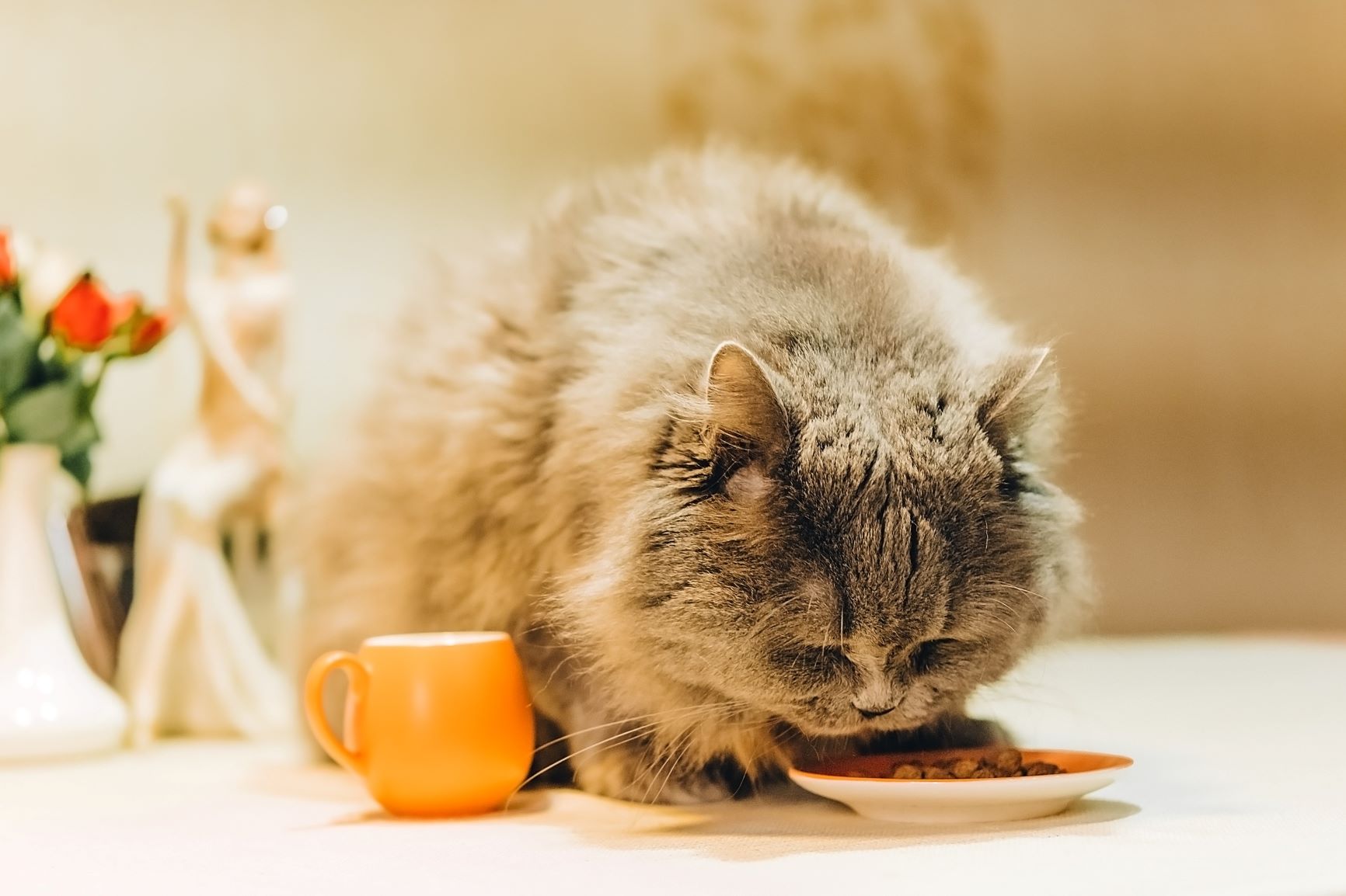 Katze mit Übergewicht frisst