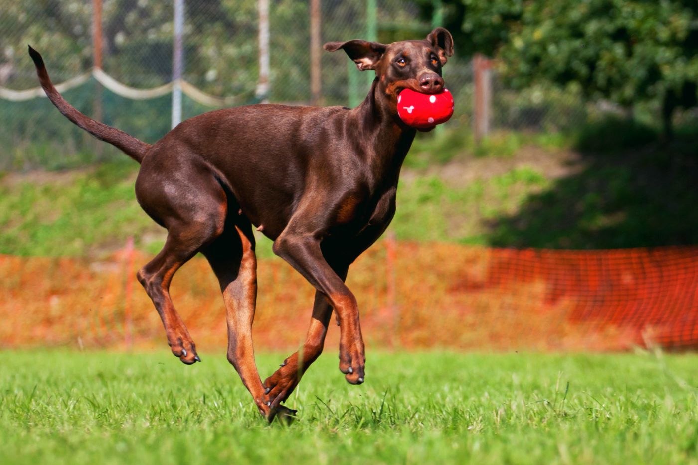 Dobermann in braun