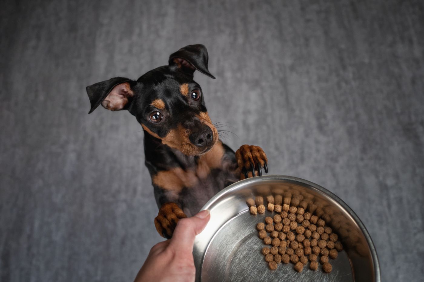 hundewelpe bekommt trockenfutter