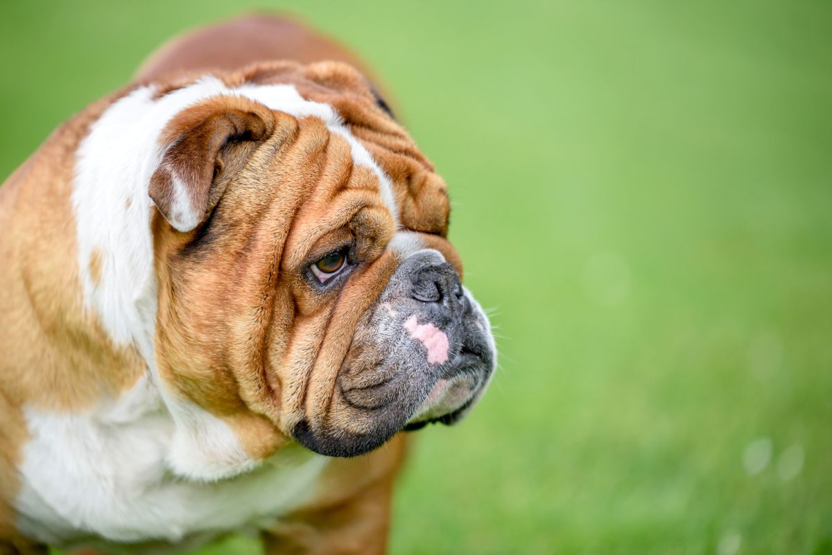 english bulldog nahaufnahme