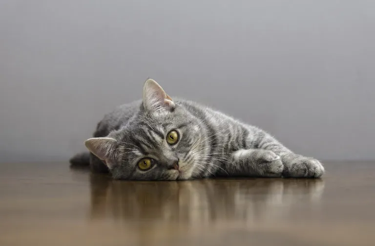 Katze wird rollig Katze liegt auf dem Boden