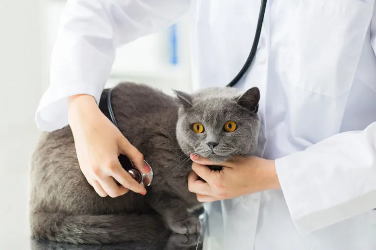verdauungsprobleme bei katzen verdauungsprobleme bei katzen