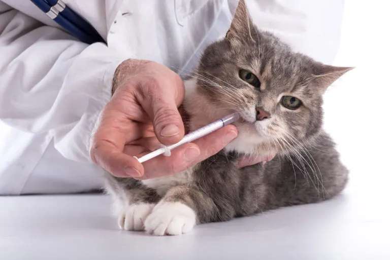 Der Katze wird eine Entwurmungspaste verabreicht Katze