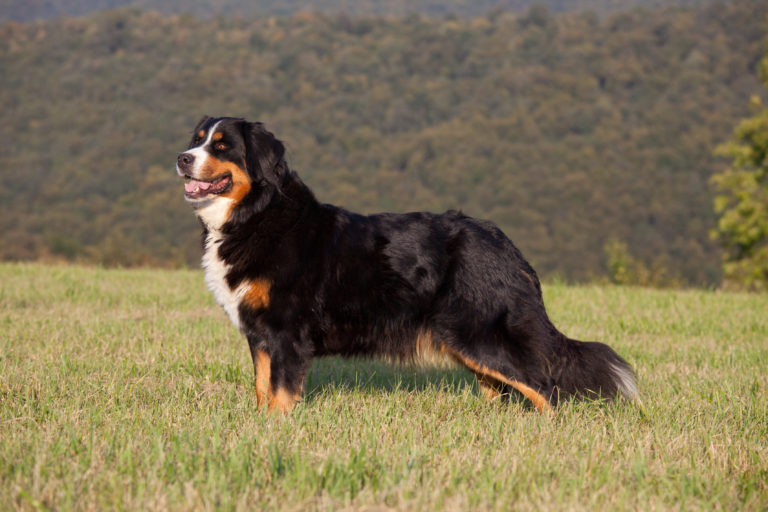 Berner Sennenhund Berner Sennenhund
