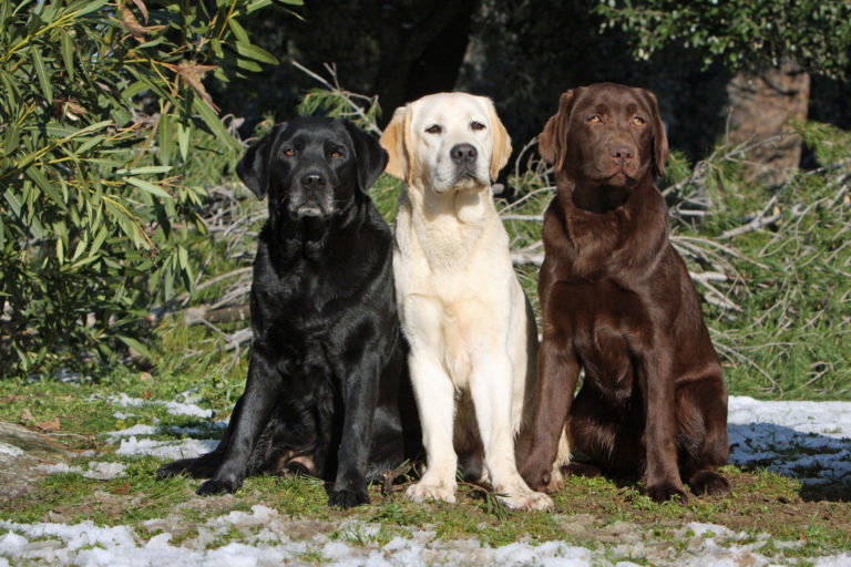 Drei Labrador Retriever in unterschiedlichen Farben