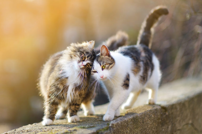 Zwei Katzen reiben ihre Köpfe aneinander auf einer Mauer